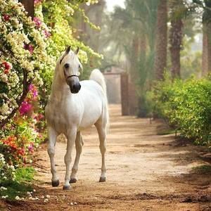 Meet your Posher, Lakiesha